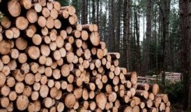 Збитки лісгоспу на 460 тисяч гривень: суд ухвалив вирок посадовцю на Вінниччині