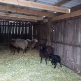 У Подільському зоопарку напередодні Різдва народилися ягнята