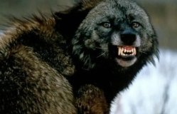 Жителів Тульчинського району попереджають про проведення полювання