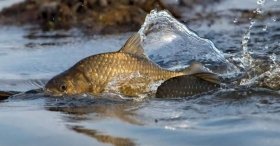 На Вінниччині встановили заборону на вилов риби в зимувальних ямах 