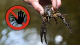 На Вінниччині з 15 серпня заборонять ловити раків: порушникам загрожують штрафи