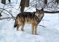 На Вінниччині з початку року добули шістьох вовків і чотирьох шакалів