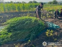 На Вінниччині поліцейські виявили понад 250 кущів конопель на подвір’ї місцевого жителя
