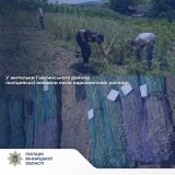 На Вінниччині правоохоронці виявили понад 800 рослин снотворного маку на присадибній ділянці