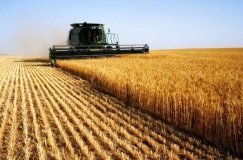 Жнива на фінішній прямій: урожайність зернових на Вінниччині зросла до 19%