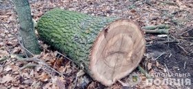 На Вінничині викрили злочинну групу, яка вирубувала цінний вид дерева 