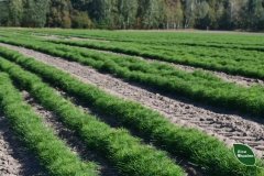 Восени лісівники філії «Центральний лісовий офіс» планують висадити близько 2 мільйонів сіянців