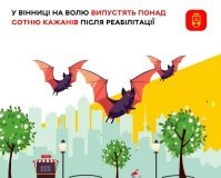 У Вінниці після реабілітації випустять у природу близько 150 кажанів