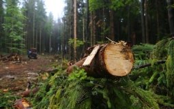 У Тульчинському надлісництві проведуть комісійне обстеження лісових насаджень