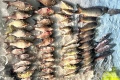  Браконьєрський вилов на понад 600 тисяч гривень: у Гайсинському районі відкрито два провадження