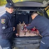 Поранена козуля — не залишили в біді: вінницькі патрульні врятували дику тварину