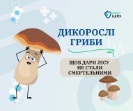 На Вінниччині за рік грибами отруїлися 26 людей, серед них п’ятеро дітей