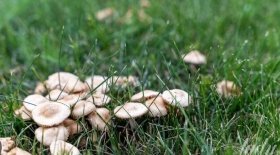 Дикорослі гриби: чи варто ризикувати