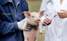 Учені відновили роботу частини органів свині після смерті: чи буде прорив у медицині?!