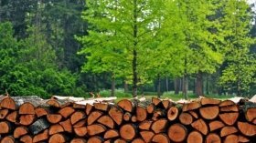 На Вінниччині торік реалізували лісової продукції на понад 1,7 млрд гривень
