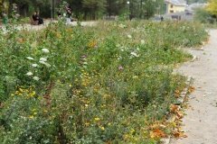 Європейська практика озеленення міст знайшла прихильників серед молодих вінничан