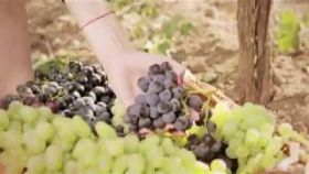 У ЄС лише через кілька днів відреагували на заборону РФ "шампанського з Шампані"