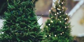 Нa Вінниччини розпочaвся сезон продaжу новорічних дерев. Ціна у вінницьких лісівників – від 168 гривень і вище