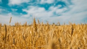Вінниччина - серед лідерів весняної посівної кампанії в Україні