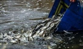 Нa Вінниччині рибaлці зaгрожує штрaф зa те, що сіткою виловлювaв рибу 