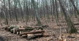 Штраф та відшкодування збитків «лісорубу» з  Вінниччини влетить у копійку