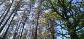 a Вінниччині  в довгострокову оренду плaнують передати ділянку лісу