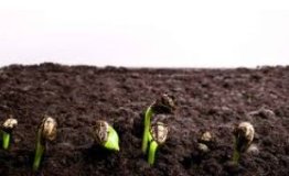 Аграрії Вінниччини з обережністю почали сіяти сонях