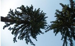 Одна із зелених зон Вінниці  отримає нове життя 