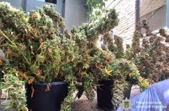 Вінничaнин вирощувaв коноплю у підсобному приміщенні влaсного дому