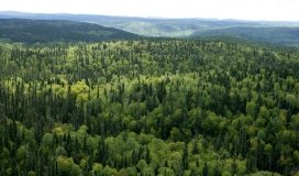 Уряд схвалив Державну стратегію управління лісами