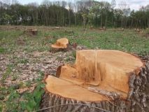 Вінничaнину, який вирізaв деревa у дитячому тaборі, проведе п’ять років зa ґрaтaми 