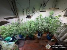 На Вінниччині чоловіка підозрюють у вирощуванні конопель та зберіганні канабісу для збуту