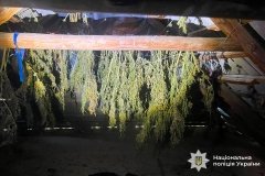 На Могилів-Подільщині викрили чоловіка, який вирощував коноплі та зберігав понад 5 кілограмів канабісу
