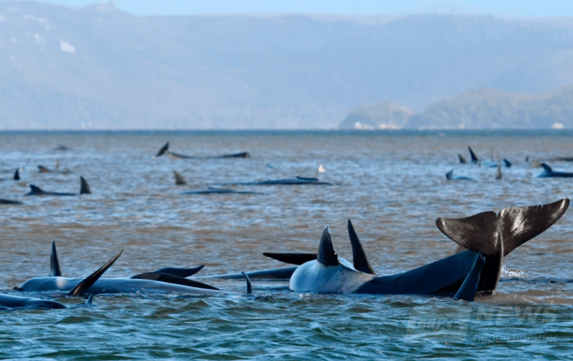 За словами науковців цей інцидент став найбільшим зареєстрованим масовим викидом і загибеллю китів у Австралії.