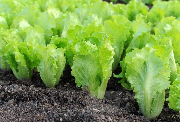 Сезонні продукти червня: салат-латук