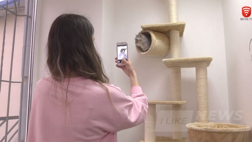 У Вінниці відкрили готель для котів – «All inclusive» (ВІДЕО)