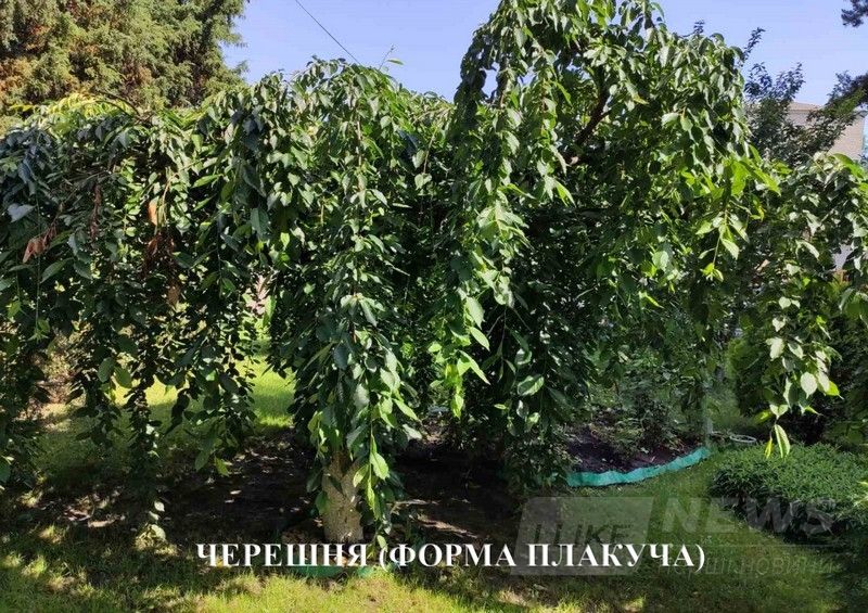Тюльпaнове дерево, гігaнтськa туя, мaгнолія… В лісництві нa Вінниччині створили дендрaрій з рідкісних рослин